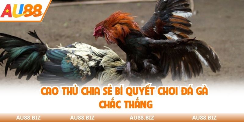 Cao thủ chia sẻ bí quyết chơi đá gà chắc thắng